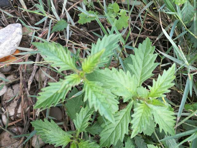 Lycopus europaeus (Lamiaceae)